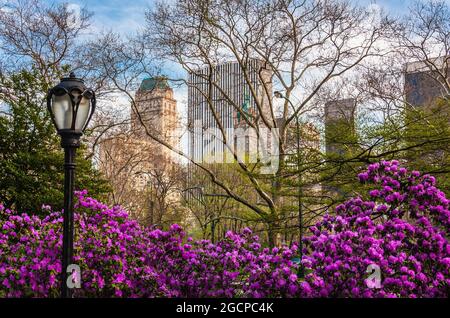 Fleurs et arbres bourgeonnants dans Central Park, New York, NY, États-Unis Banque D'Images