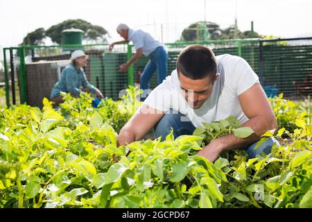 L'homme goutte des pommes de terre dans le jardin à l'extérieur, couple sur fond Banque D'Images