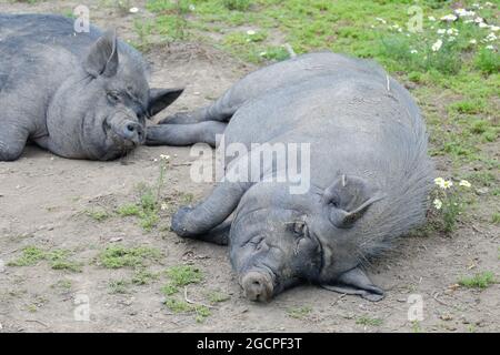 Deux cochons vietnamiens à ventre mou (Suscrofa domesticus) se délasser et se détendre dans une ferme urbaine de Londres. Banque D'Images