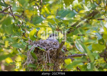 kingbird de l'est assis sur un nid dans un pommier. Banque D'Images