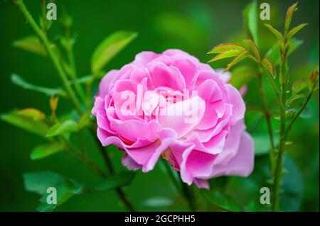 Magnifique Rose Rose fleur Bud macro gros plan Banque D'Images