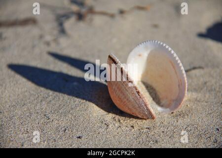 gros plan d'une coquille sur la plage Banque D'Images