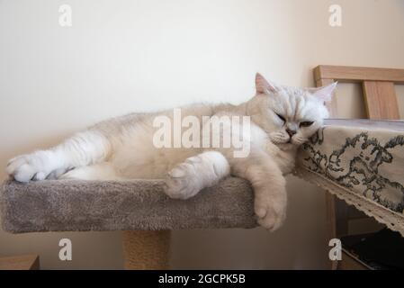Chat couché paisiblement sur la plateforme à jouets de poteau de grattage Banque D'Images