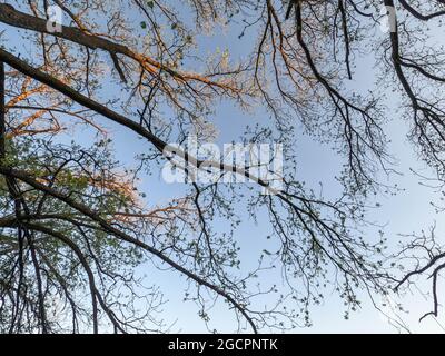 Branches d'arbres stériles dans la lumière automnale contre le ciel bleu une journée ensoleillée Banque D'Images