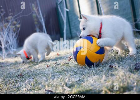 White husky Puppy joue une grosse balle dans le parc le matin d'hiver. Gros plan. Banque D'Images