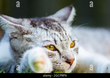 Un jeune chat femelle aux yeux jaunes clairs se pose dans l'herbe. Gros plan portrait de chat. Portrait d'un joli chaton dans l'herbe Banque D'Images