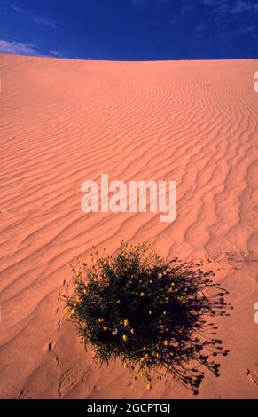 UN PETIT ARBRUSSEAU FLEURISSANT CROISSANT DANS UNE DUNE DE SABLE, CHAMPS DE GAZ DE MOOMBA, AUSTRALIE-MERIDIONALE. LA VILLE DE MOOMBA EST SITUÉE SUR LA VOIE STZELECKI. Banque D'Images