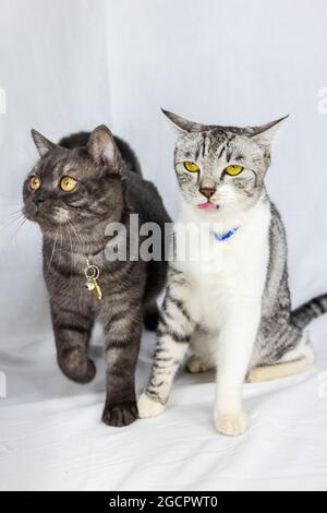 Deux jeunes chats s'assoient sur un fond blanc. Un chaton noir et un chaton gris s'assoient l'un à côté de l'autre. Le petit chat gris léche son museau tandis que le chat noir ob Banque D'Images