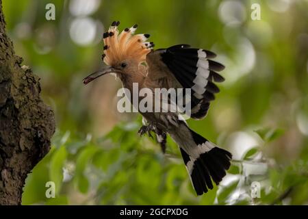 Hoopoe (Upupa epops), avec un insecte approchant du trou de reproduction, Lusatia, Saxe, Allemagne Banque D'Images