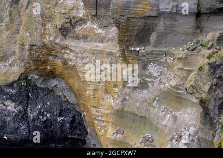 Oiseaux nicheurs dans les falaises de Londrangar, Snaefellsbaer, Vesturland, Islande Banque D'Images