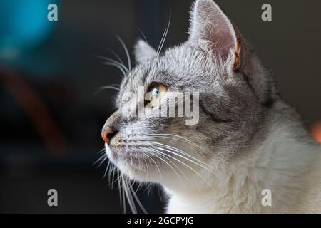 Gros plan d'une face de chat. Portrait d'un chaton féminin. Le chat a l'air curieux et alerte. Image détaillée d'un visage de chats avec des yeux jaunes clairs. Gros plan de Banque D'Images