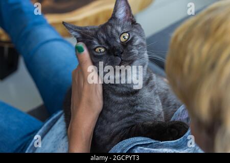 Petit chaton noir dans les bras d'une jeune fille asiatique. Le chat mâle aime les câlins et est très proche de son propriétaire. Chat noir avec yeux jaunes clairs sur un Banque D'Images