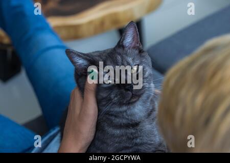 Petit chaton noir dans les bras d'une jeune fille asiatique. Le chat mâle aime les câlins et est très proche de son propriétaire. Chat noir avec yeux jaunes clairs sur un Banque D'Images