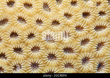 Corail de la vallée inférieure (Favia), détails avec polypes rétractés, Mer Rouge, Aqaba, Royaume de Jordanie Banque D'Images