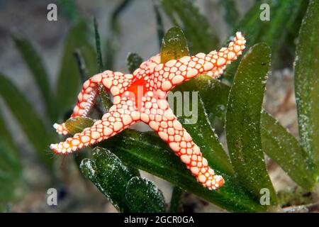 Étoile de mer en maille rouge, ou perle collier étoile de mer (Froma monilis) sur la prairie d'herbes marines, Mer Rouge, Aqaba, Royaume de Jordanie Banque D'Images