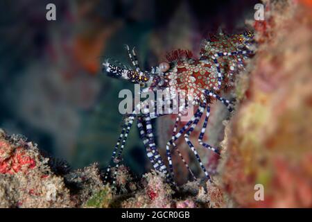 Crevettes marbrées (Saron marmoratus), crevettes en marbre aux pieds violets, Mer Rouge, Aqaba, Royaume de Jordanie Banque D'Images