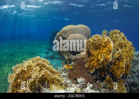 Récif de corail typique dans un pré en herbiers de mer avec le corail de feu de la mer Rouge (Millepora dichotomata), l'anémone de splendeur (Heteractis magifica), la mer Rouge Mer Rouge Banque D'Images