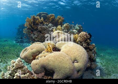 Récif tacheté au milieu de la prairie d'herbes marines, corail de pierre de Favia (Platygyra lamellina) en face, corail de feu de la mer Rouge (Millepora dichotomata) dans le Banque D'Images