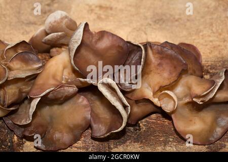 Auricularia auricula-judae (Hirneola auricula-judae) (Syn.: A. auricula) (A. sambucina), champignon Mu Err, sur l'écorce d'un arbre Banque D'Images