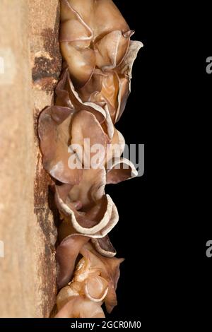 Auricularia auricula-judae (Hirneola auricula-judae) (Syn.: A. auricula) (A. sambucina), champignon Mu Err, sur l'écorce d'un arbre, tourné en studio contre un noir Banque D'Images