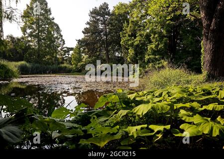 Flora, jardin botanique, Cologne, Rhénanie-du-Nord-Westphalie, Allemagne Banque D'Images