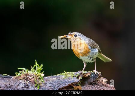 Robin européen (erithacus rubecula), trempé après une douche de pluie avec un ver de méalse dans le bec, Eifel volcanique, Rhénanie-Palatinat, Allemagne Banque D'Images