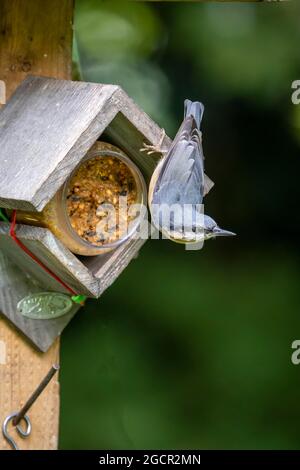 Nuthatch eurasien (Sitta europaea), à la station d'alimentation, Eifel volcanique, Rhénanie-Palatinat, Allemagne Banque D'Images