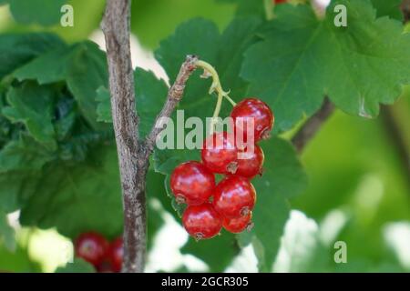 Baies de groseille rouge sur un buisson dans le jardin Banque D'Images