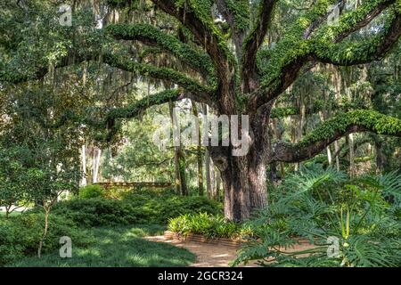 Jardin de hamac en chêne au parc national de Washington Oaks Gardens à Palm Coast, Floride. (ÉTATS-UNIS) Banque D'Images