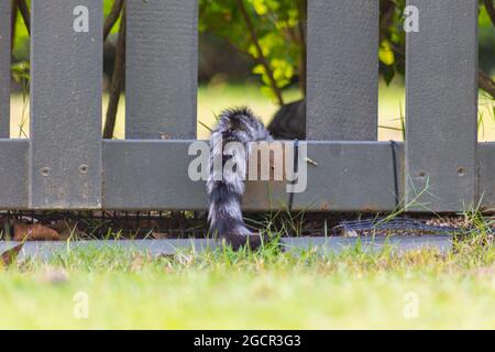 Les chats s'enqueue entre les lamelles de la clôture. Chaton se cachant derrière la clôture, juste oublié de la queue. Le chat pose dans la douille et place sa queue sur le sla Banque D'Images