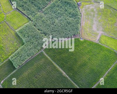 Vue aérienne champ nature agricole fond, vue de dessus champ de maïs et champ de riz avec parcelles agricoles de différentes cultures en g. Banque D'Images