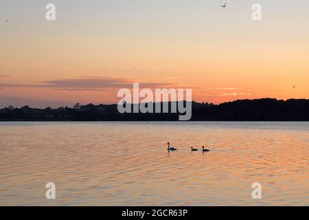 Chew Valley Lake, Somerset, Royaume-Uni. 10 août 2021. Météo au Royaume-Uni. Un cygne muet et deux cygnets glissent à travers le lac de Chew Valley dans le Somerset, au Royaume-Uni, juste avant l'aube . Avec le soleil commençant à s'élever à l'horizon sur un début calme et ensoleillé à la journée suivant la pluie torrentielle et le vent de la veille. Crédit : Simon Carder/Alay Live News Banque D'Images