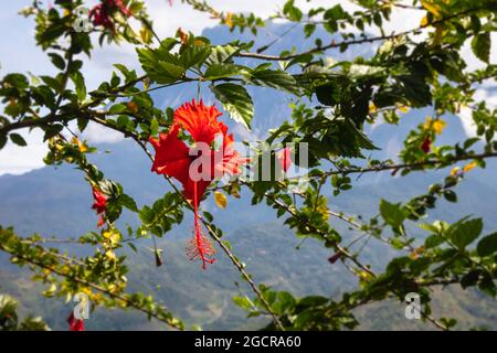 Hibiscus fleurit devant le mont kinabalu, Sabah, Malaisie. Les fleurs rouges fleurissent dans la forêt tropicale sauvage autour de la plus haute montagne du sud-est A. Banque D'Images