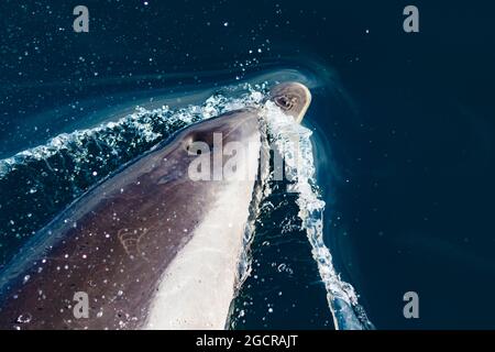 Des dauphins à nez de bouteille s'ébattant à côté de notre bateau lors d'une belle journée calme Banque D'Images