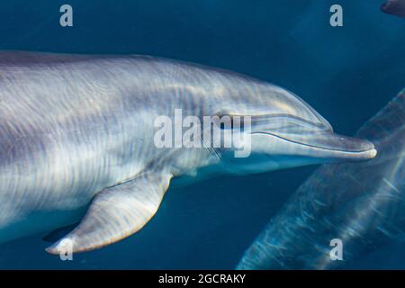 Des dauphins à nez de bouteille s'ébattant à côté de notre bateau lors d'une belle journée calme Banque D'Images