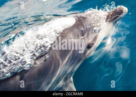 Des dauphins à nez de bouteille s'ébattant à côté de notre bateau lors d'une belle journée calme Banque D'Images