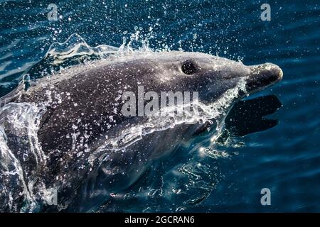 Des dauphins à nez de bouteille s'ébattant à côté de notre bateau lors d'une belle journée calme Banque D'Images