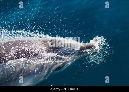 Des dauphins à nez de bouteille s'ébattant à côté de notre bateau lors d'une belle journée calme Banque D'Images