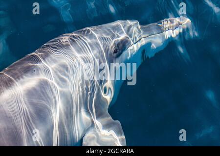 Des dauphins à nez de bouteille s'ébattant à côté de notre bateau lors d'une belle journée calme Banque D'Images