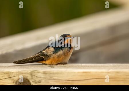 L'hirondelle de la grange (Hirundo rustica), jeune après avoir quitté le nid. Banque D'Images