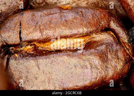 Gros plan d'un grain de café. Photographie panoramique macro des grains de café en haute résolution. Ultra macro détaillée sur un grain de café torréfié. Microscopique Banque D'Images