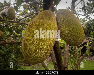 Deux énormes fruits de la jaquette accrochés à une branche d'un arbre de la jaquette. Le jackfruit est un fruit massif. Un arbre produit 3 tonnes de fruits. Il est également utilisé comme Plant-ba Banque D'Images