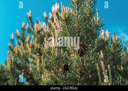 Le pin noir (Pinus Nigra) de conifères gros plan avec un foyer sélectif Banque D'Images
