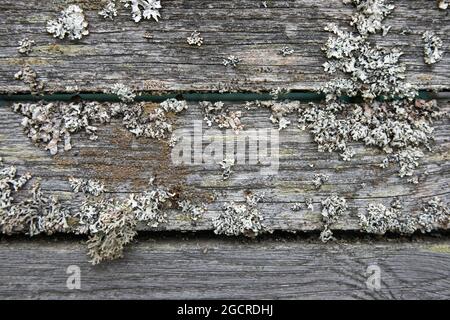 Arrière-plan horizontal de vieux planches de bois gris Banque D'Images