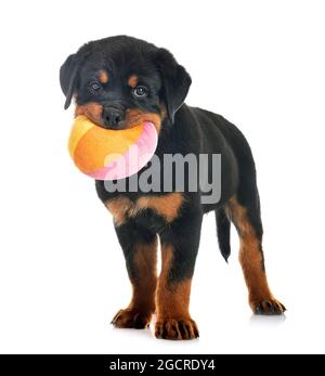 Chiot rottweiler in front of white background Banque D'Images