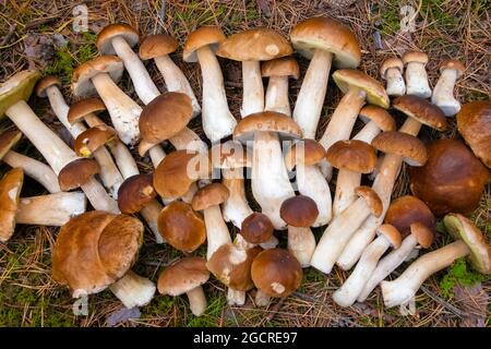 Beaucoup de Boletus edulis dans la forêt. Champignons comestibles crus sur la mousse dans les bois à l'automne. Personne Banque D'Images