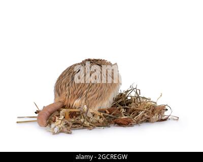 Cute gros queue Gerbil dos debout sur les tireurs d'élite en bois. Montrant la queue. Isolé sur un fond blanc. Banque D'Images