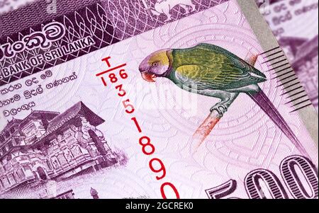 Macro-photographie de 500 roupies sri lankaises ou Rupie. Monnaie papier de la république Sri Lanka. L'argent du pays de l'île. Gros plan sur le Sri coloré Banque D'Images