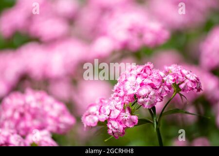 Rose estival et jolie fleur de jardin, Sweet william (Dianthus barbatus) sur fond rose fleurit dans le jardin estonien à la fin de l'été Banque D'Images