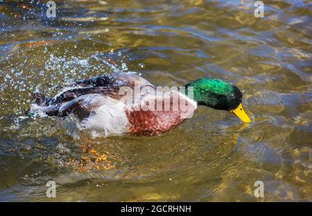 Canard colvert incroyable sur les montagnes lac Banque D'Images